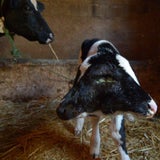 Kalb mit zwei Köpfen geboren