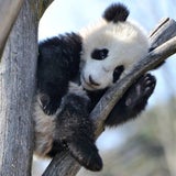 So süß tollt Fu Bao im Gehege herum