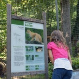 Salzburger Luchs weiter auf der Flucht