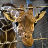 Giraffe "Marius" wurde wegen Inzuchtgefahr getötet