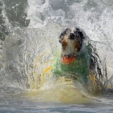 Hier surfen Hunde