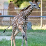Giraffennachwuchs für Tiergarten Schönbrunn