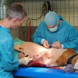 Sechsbeiniges Kalb "Lilli" nach OP in Österreich