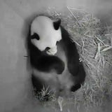 Panda-Baby in Schönbrunn geboren