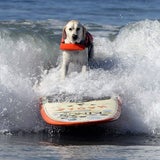Hier surfen Hunde