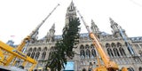 Christbaum ist schon in Wien