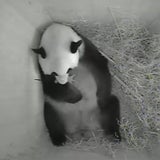 Panda-Baby in Schönbrunn geboren