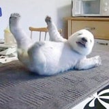 Eisbär Baby Siku