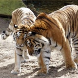 Tödliche Tiger-Attacke in Köln