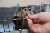 Justin Biebers Affe Mally in der Quarantänestation