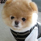 Boo - Der süßeste Hund der Welt