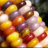 USA: Farmer züchtet Regenbogen-Mais