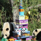 Fu Hu feiert seinen ersten Geburtstag