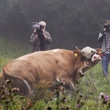 43 Kühe laufen Amok