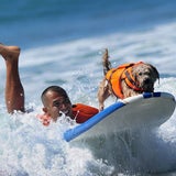Hier surfen Hunde
