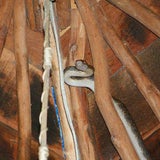 Tierische Mitbewohner