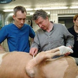 Sechsbeiniges Kalb "Lilli" nach OP in Österreich