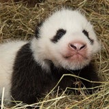 Schönbrunner Pandababy kann schon sehen