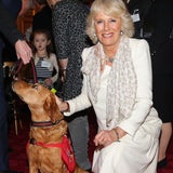 Camilla geht mit Hunden auf Tuchfühlung