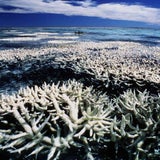 Great Barrier