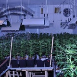 Mega-Marihuana-Planatage entdeckt