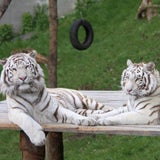 Vier weiße Tiger-Babys in NÖ