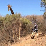Wütende Giraffe zertrampelt Fahrrad