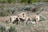 Der Bachelor 2013: Sendung vom 9. Jänner