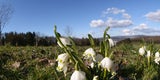 Frühling vier Wochen zu früh
