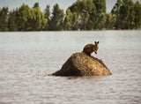 Überschwemmungen in Australien