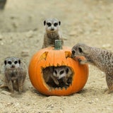 Tierisches Halloween im Zoo Schönbrunn