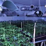 Mega-Marihuana-Planatage entdeckt