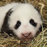 Schönbrunner Pandababy kann schon sehen