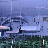 Mega-Marihuana-Planatage entdeckt