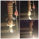 shrimp