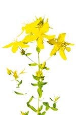Heilen mit  Flower-Power