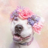 Flower Power