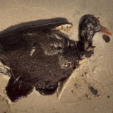 oil bird dead