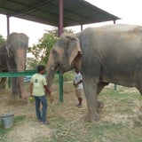 Befreiter Elefant