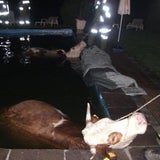 Kühe beinahe im Schwimmbad ertrunken