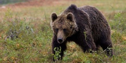 Bär