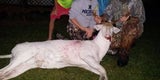 Albino-Hirsch
