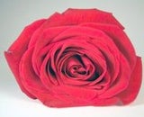 Heilen mit  Flower-Power