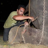 Befreiter Elefant