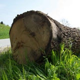 Mädchen von Baumstamm überrollt