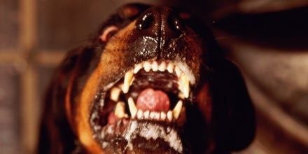 Rottweiler ist ein Wiederholungs-Täter