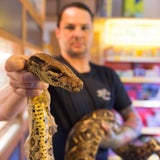 Riesen-Python im Mühlviertel gefunden