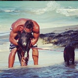 Surfing Pig