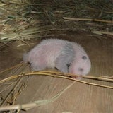 Erstes Farbfoto des neuen Panda-Babys