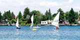 Mit Schildkröten in der Alten Donau schwimmen